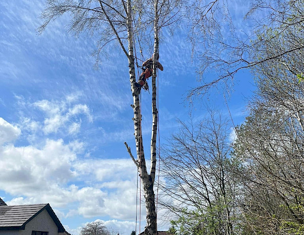 Tree Work & Forestry